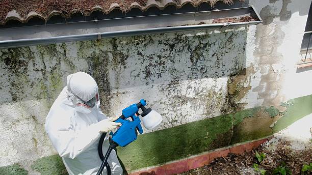 Mold Removal service in Dayton
